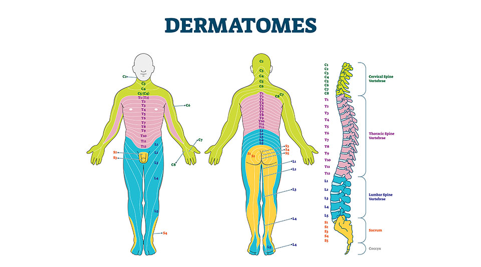 デルマトーム図