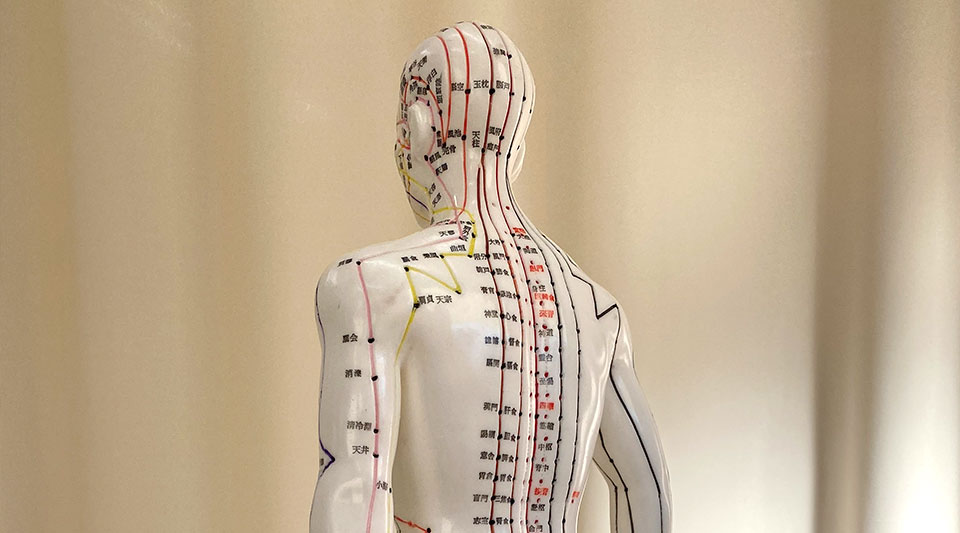 ツボ・経絡の模型モデル画像